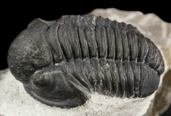 Gerastos Trilobite Fossil - Morocco #52109